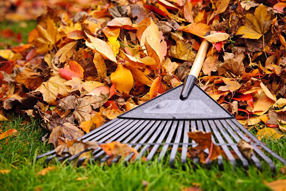 Rake up leaves, moss, and other debris that could smother the lawn. (Elena Elisseeva/Shutterstock)