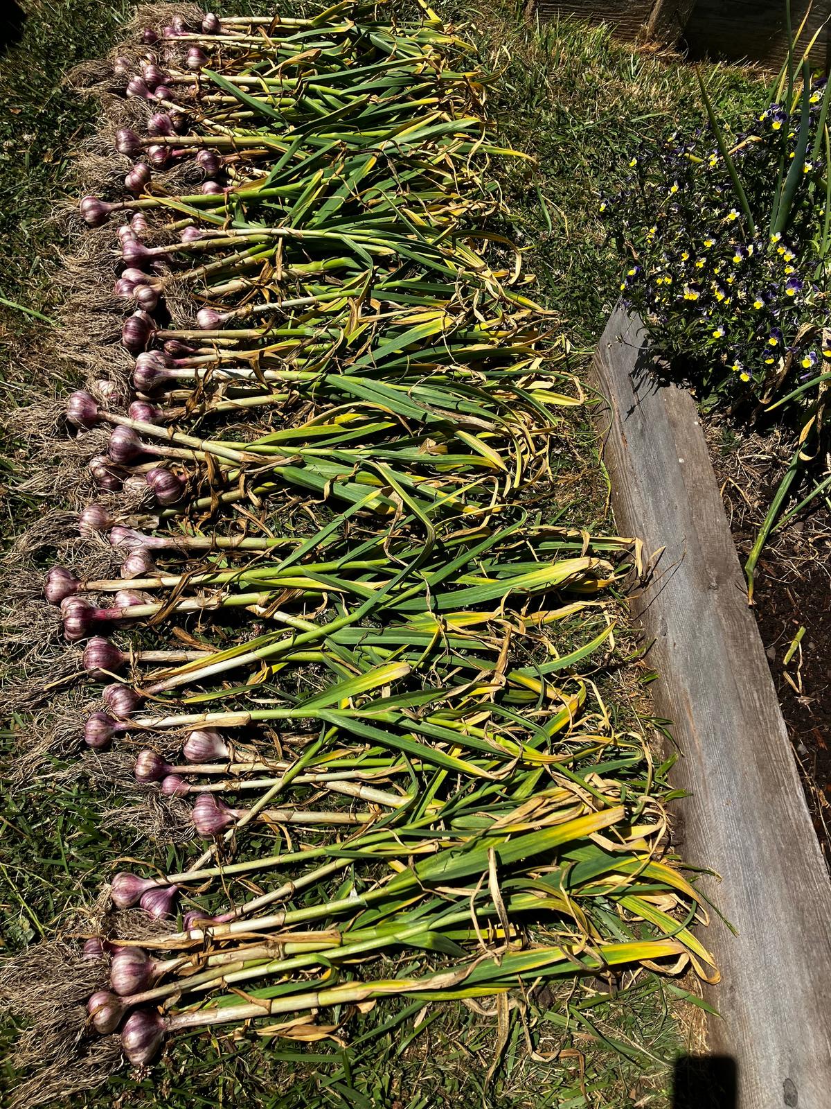 The author's July 2023 garlic crop, harvested, washed, and ready to cure. (Eric Lucas)