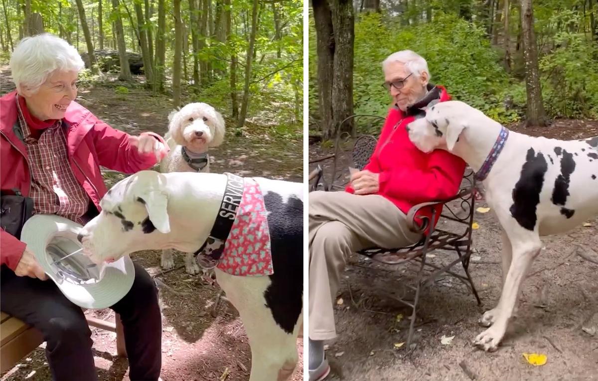 Older couple Cal and Emma are greeted by Great Dane Kernel. (Courtesy of <a href="https://www.instagram.com/kernelthegreatdane/">Alyssa Berkovitz</a>)