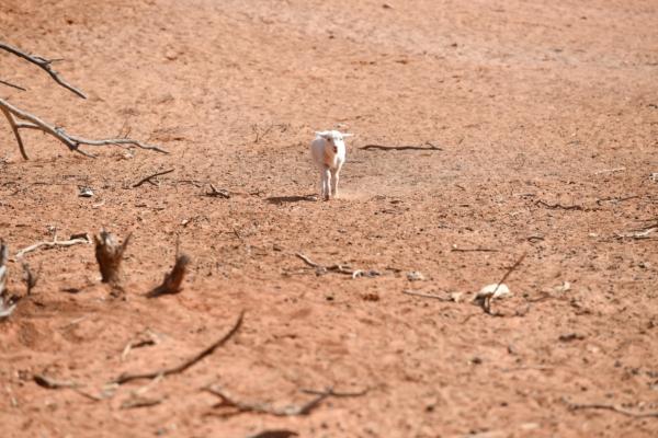 A lamb is seen surrounded by bare paddock near Wilcannia, New South Wales, Australia, on Aug. 19, 2018. (AAP Image/David Mariuz)