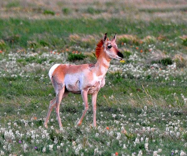 A juvenile fawn pronghorn in New Mexico. (Public Domain)