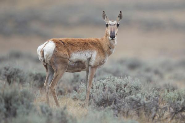 ‘Exploring the Neighborhood Pronghorn Community’
