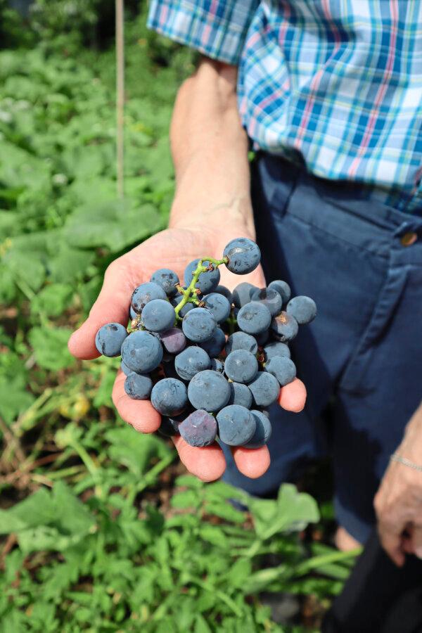 Concord grapes are highly aromatic, tangy, and sweet. (Gretchen McKay/Pittsburgh Post-Gazette/TNS)