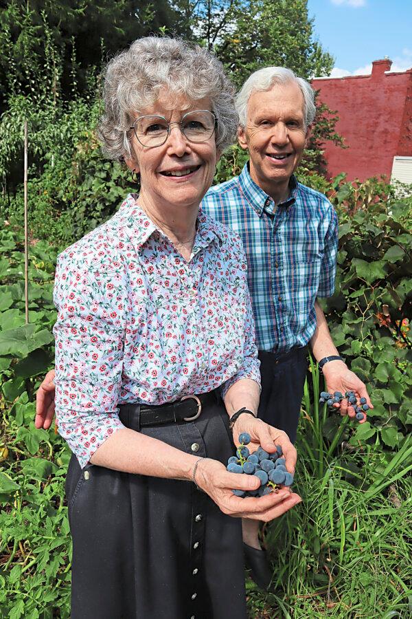 Even Stoddard and his wife, Janet, have been growing Concord grapes in their garden in the South Side Flats neighborhood of Pittsburgh for nearly 50 years. (Gretchen McKay/Pittsburgh Post-Gazette/TNS)