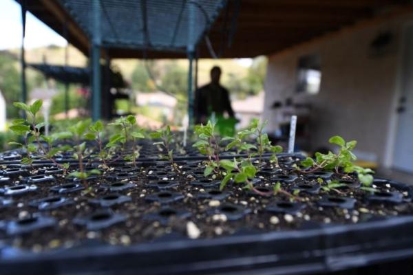 Seedlings grow in trays at a backyard urban farm in Los Angeles on March 25, 2020. (Robyn Beck/AFP via Getty Images)