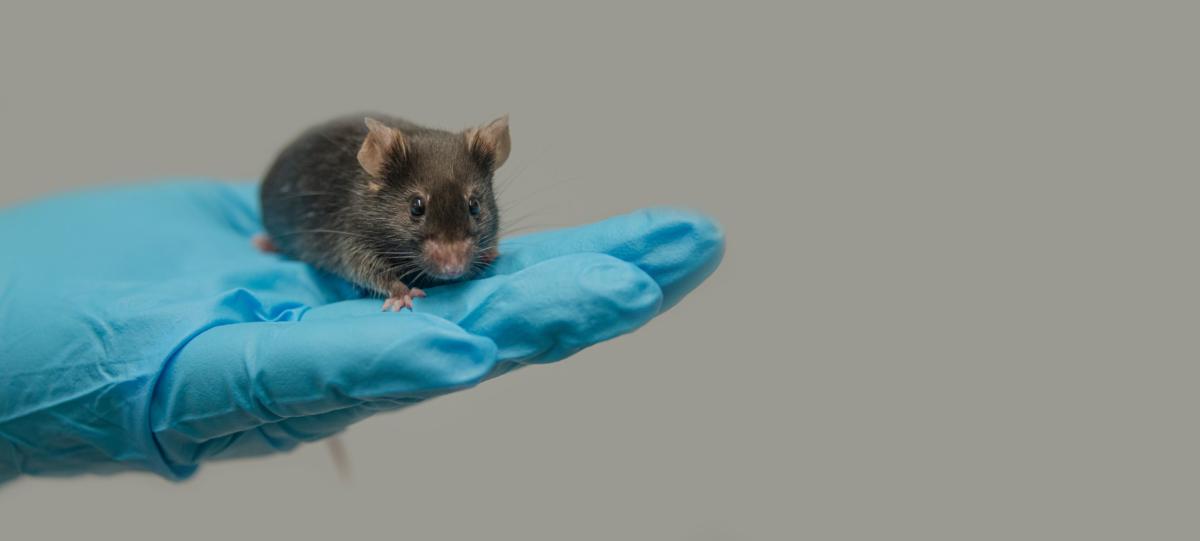 A lab mouse. (Oleg Senkov/Shutterstock)