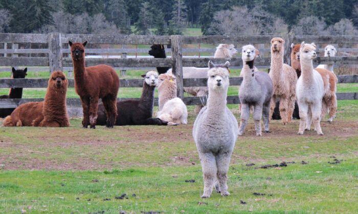 Colorado Alpaca Farm Offers Overnight Stays That Bring Laughter, Joy, Healing