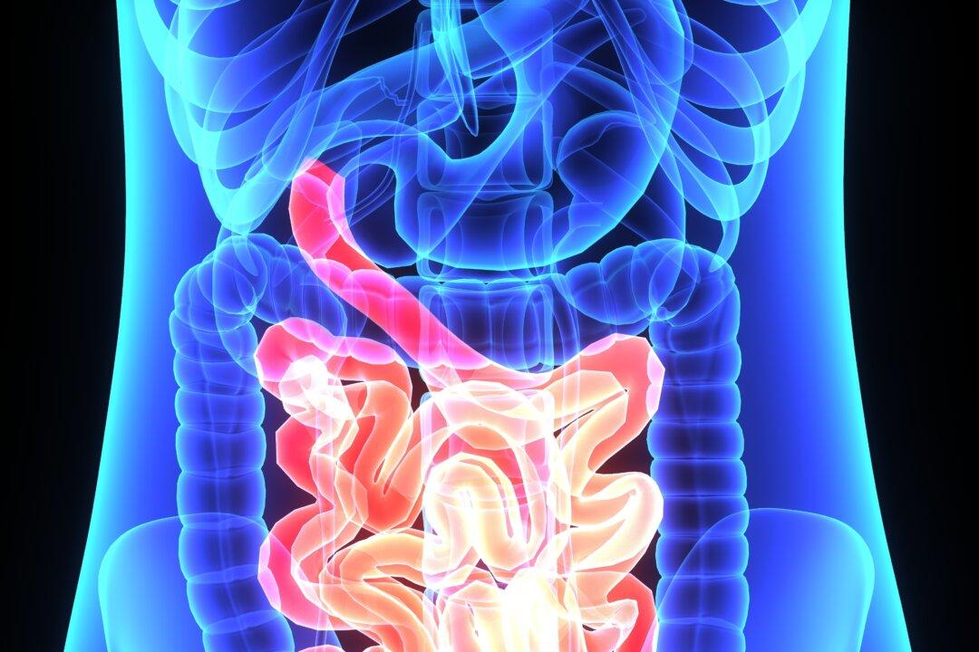 A Gut Microbe That Heals the Gut Is Dying Off