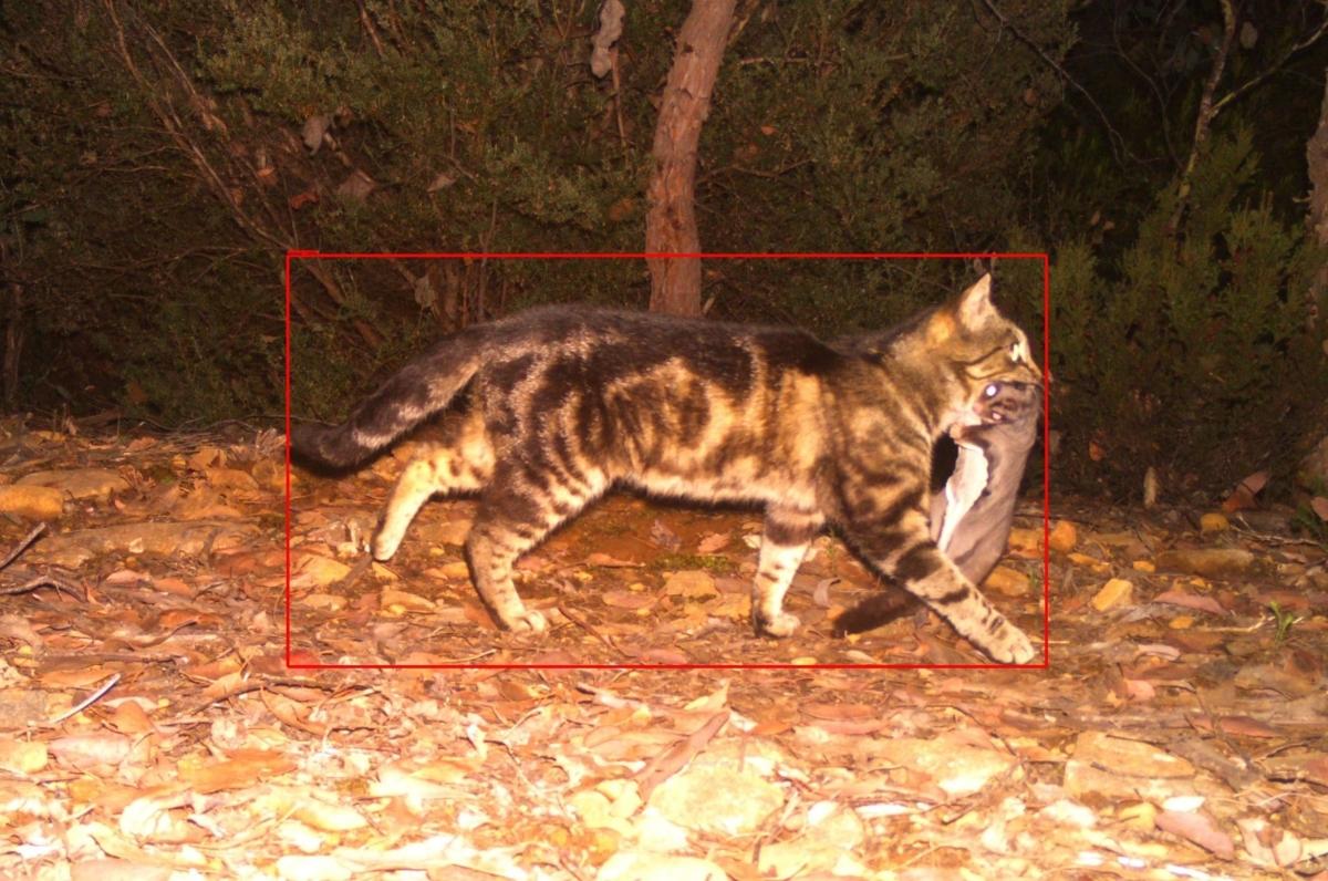Feral cat with sugar glider in Barry Brook, Tasmania. (Courtesy of Invasive Species Council.)