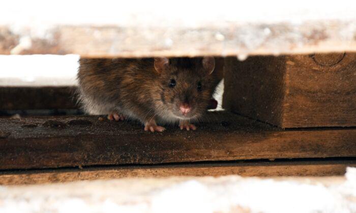 Mouse Poisons Kill Pets and Wildlife
