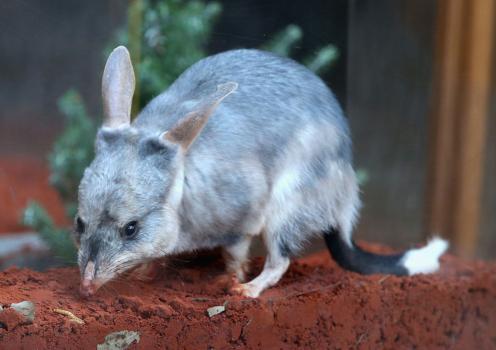 A bilby in the Bilby Enclosure at Taronga Zoo in Sydney, Australia on April 20, 2014. (Chris Jackson/Getty Images)
