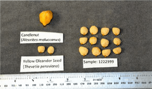 The FDA urges customers to exercise caution due to the similar appearance of nontoxic candlenut seeds and highly toxic yellow oleander seeds. (FDA)