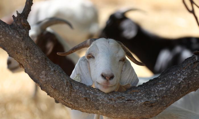 California Goat Herders Hope to Avoid Shutdown With Budget Trailer Bill