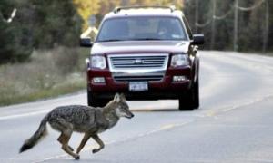 NS Park Officers Kill Coyote That Chased Bike, Search for Another That Bit Rider