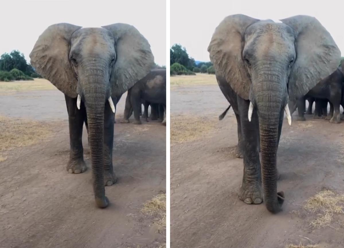 Footage shows a female elephant approaching a safari group in Lower Zambezi National Park, Zambia. (Courtesy of <a href="https://www.instagram.com/a_mac_photo/">Andrew Macdonald</a>)