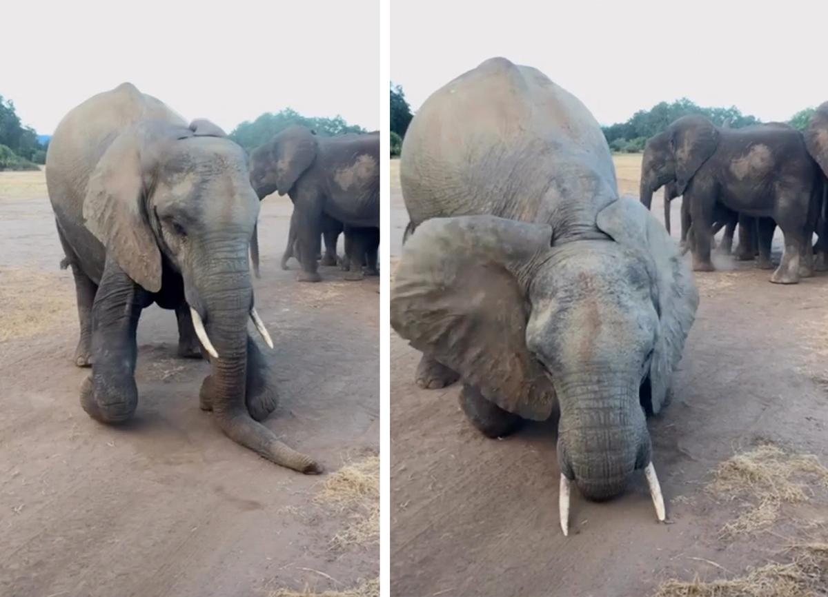 Footage shows a female elephant appearing to bow before a safari group in Lower Zambezi National Park, Zambia. (Courtesy of <a href="https://www.instagram.com/a_mac_photo/">Andrew Macdonald</a>)