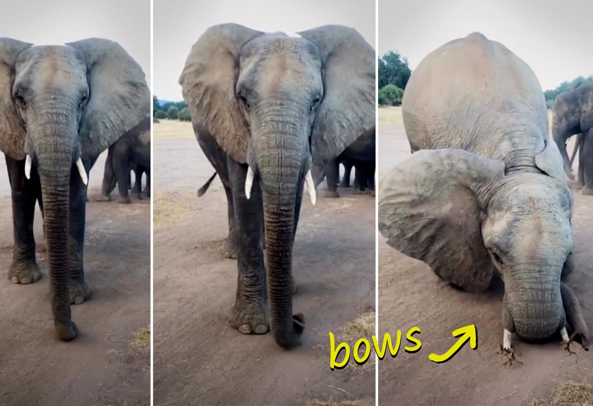 Elephant Whisperer Sees Large Cow Get Scarily Close to Safari Group—His Next Move, She Bows