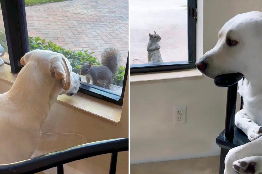 A Most Unlikely Friendship: This Labrador and Squirrel Hang Out Together Every Day