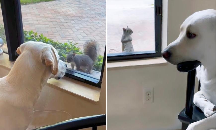A Most Unlikely Friendship: This Labrador and Squirrel Hang Out Together Every Day