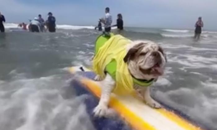 Surfing Dogs Hit the Waves at Calif. Charity Surf-a-Thon