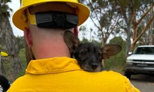 2 Puppies Rescued From Well in San Diego by Humane Society