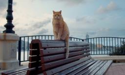 ‘Cats of Malta’: Feline Feelgood