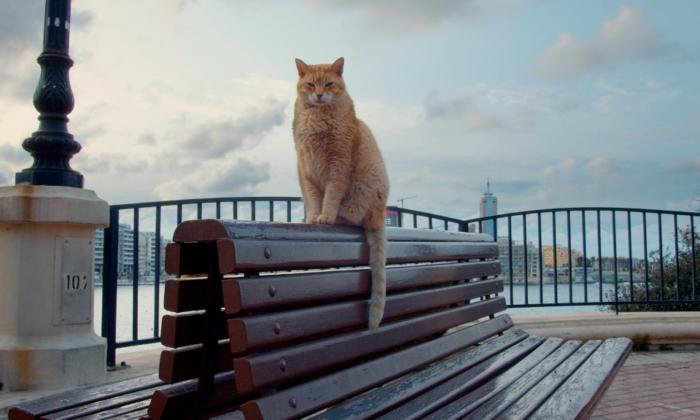 ‘Cats of Malta’: Feline Feelgood