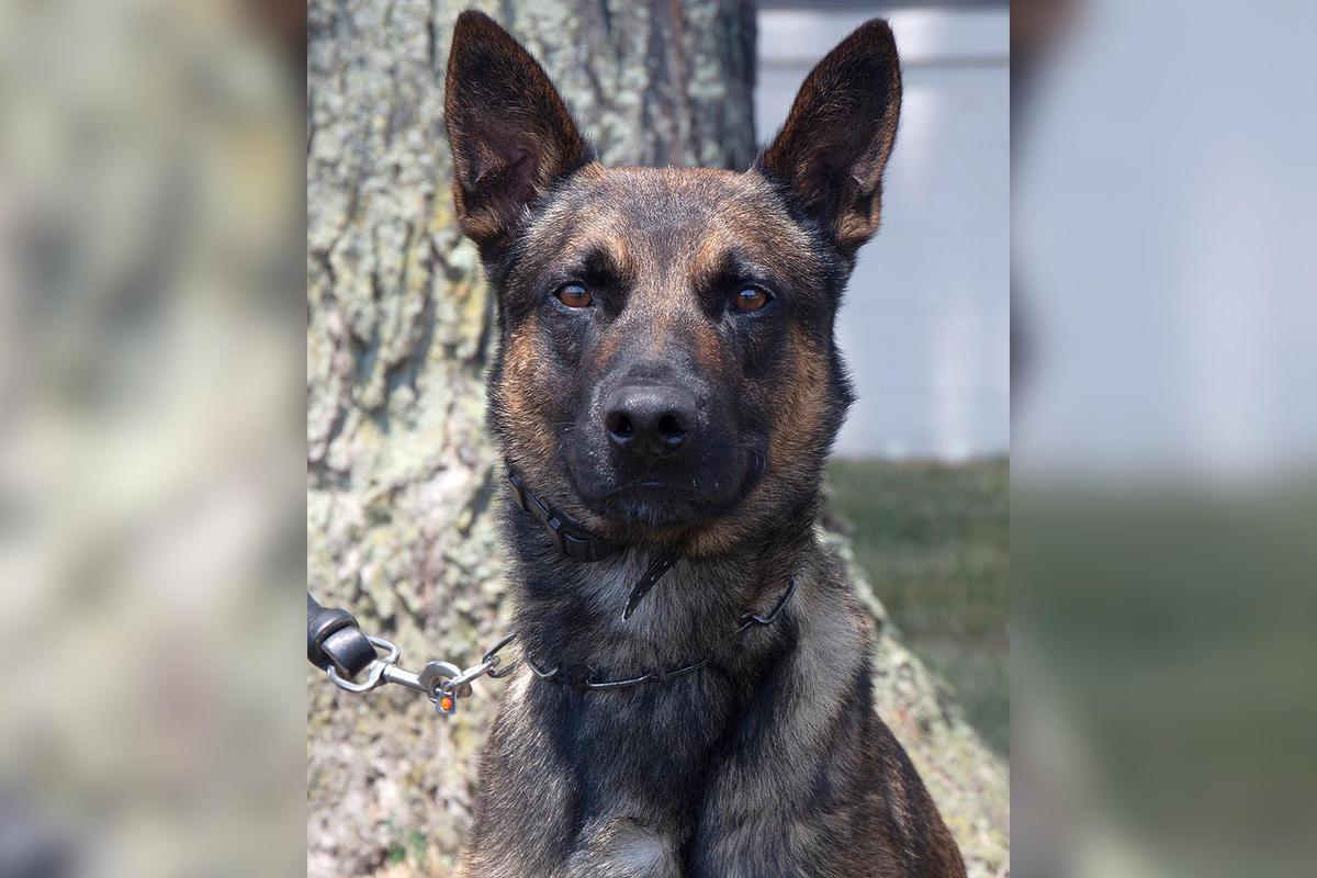 A 4-year-old Belgian Malinois with the U.S. Border Patrol participated in the apprehension of fugitive Danelo Cavalcante. (Courtesy of U.S. Customs and Border Protection via Reuters)