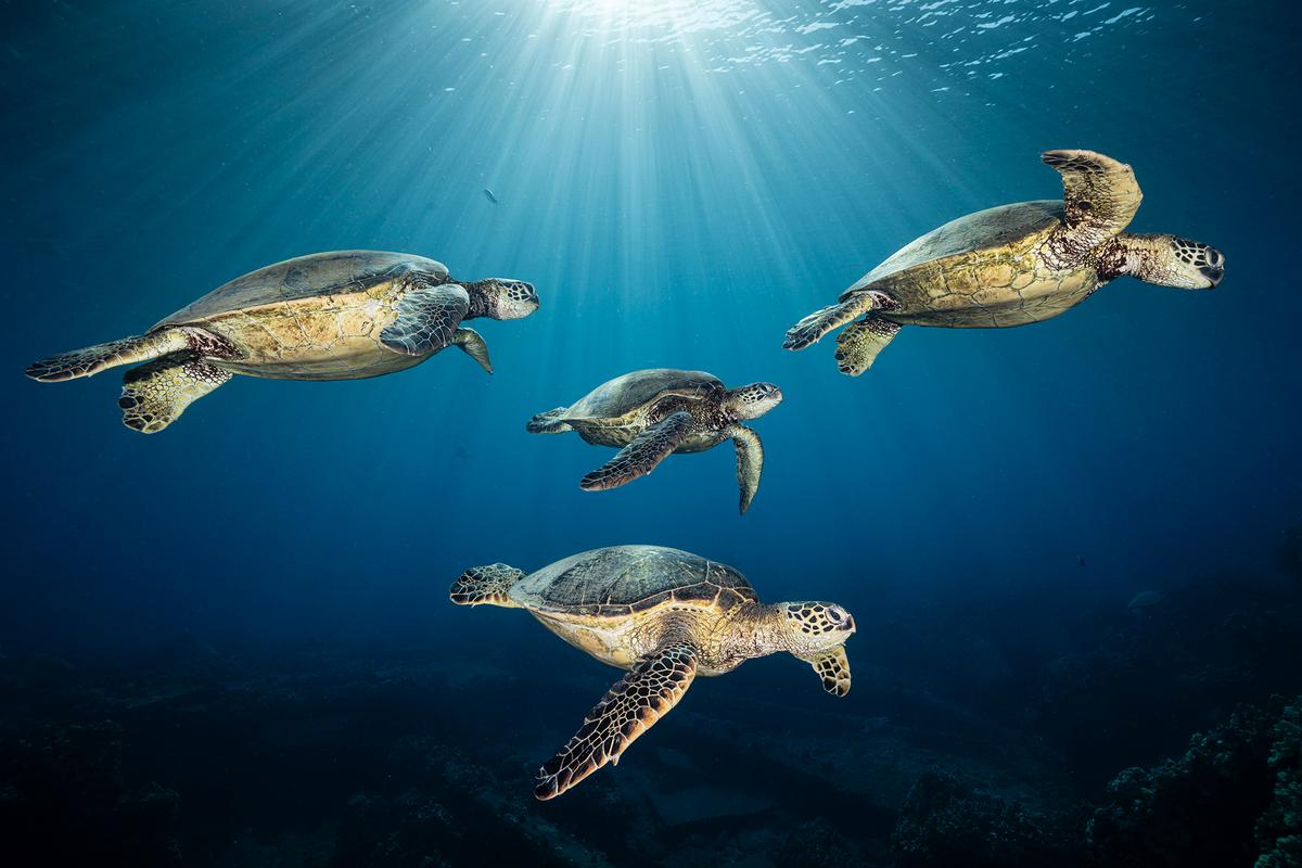  A rare encounter: four green sea turtles serenely swim together in Hawaii in this shot by Renee Capazzola. (Courtesy of Ocean Photographer of the Year)