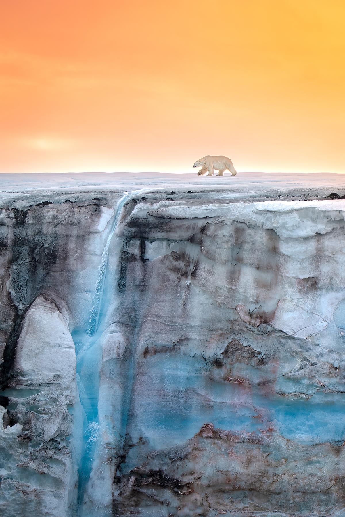  This image of a polar bear walking across a glacier adorned by a waterfall is illuminated by the Arctic sun. (Courtesy of Ocean Photographer of the Year)