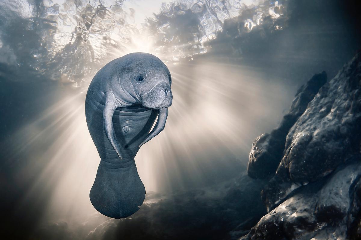  A manatee enjoys the crystal-clear waters of the Homosassa River in Florida in this shot by Sylvie Ayer. (Courtesy of Ocean Photographer of the Year)