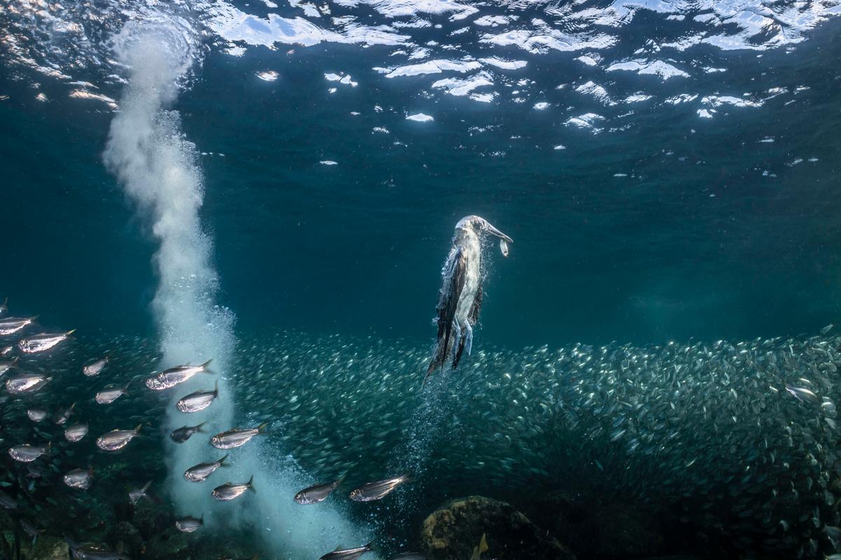  In this shot by Henley Spiers, a blue-footed booby rises amongst vast sardine shoals with a fish in its beak in Baja California Sur, Mexico. (Courtesy of Ocean Photographer of the Year)