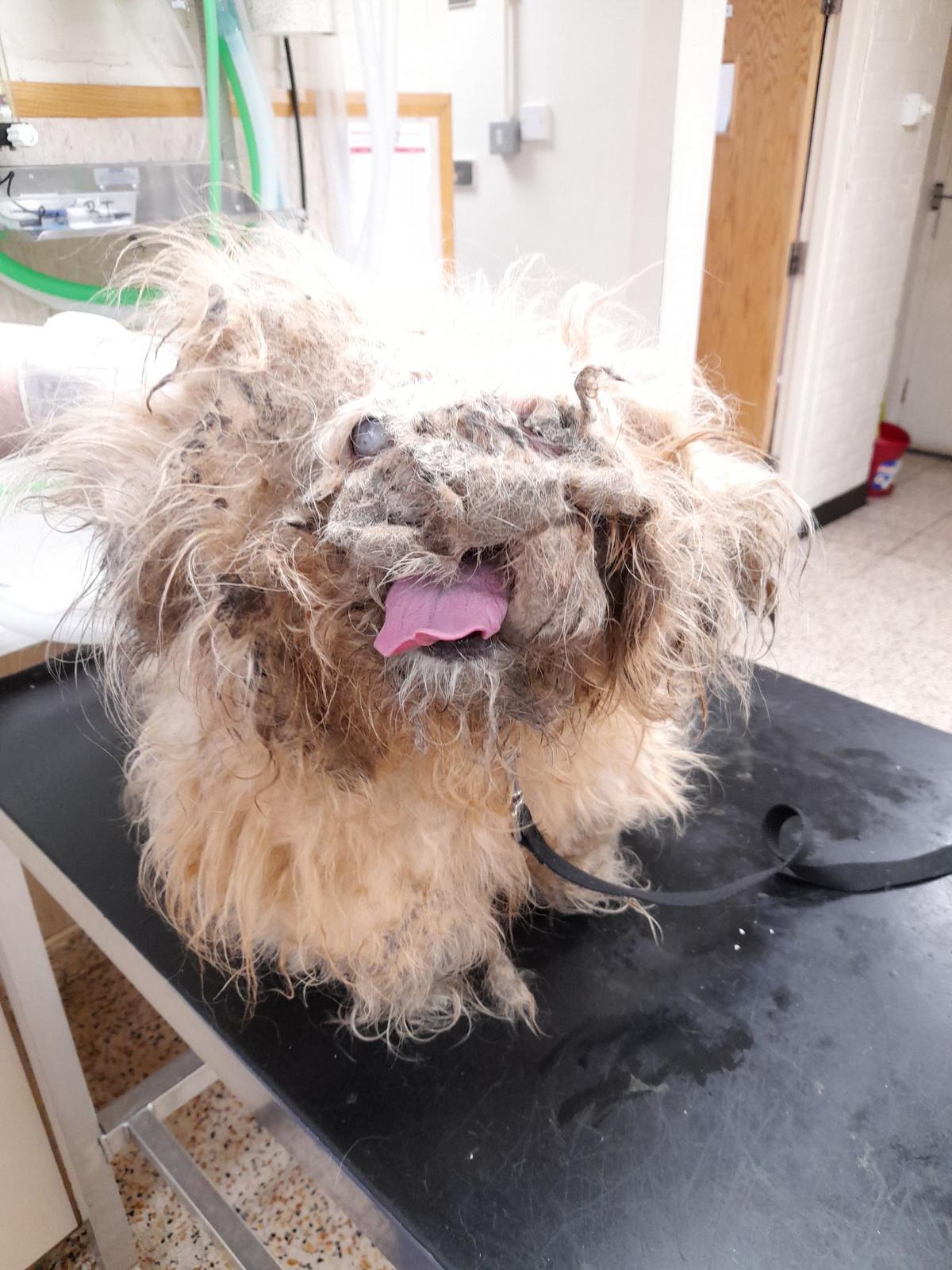 Morris looked like a pile of rags before his transformation. (Courtesy of <a href="https://www.rspca.org.uk/">RSPCA</a>)