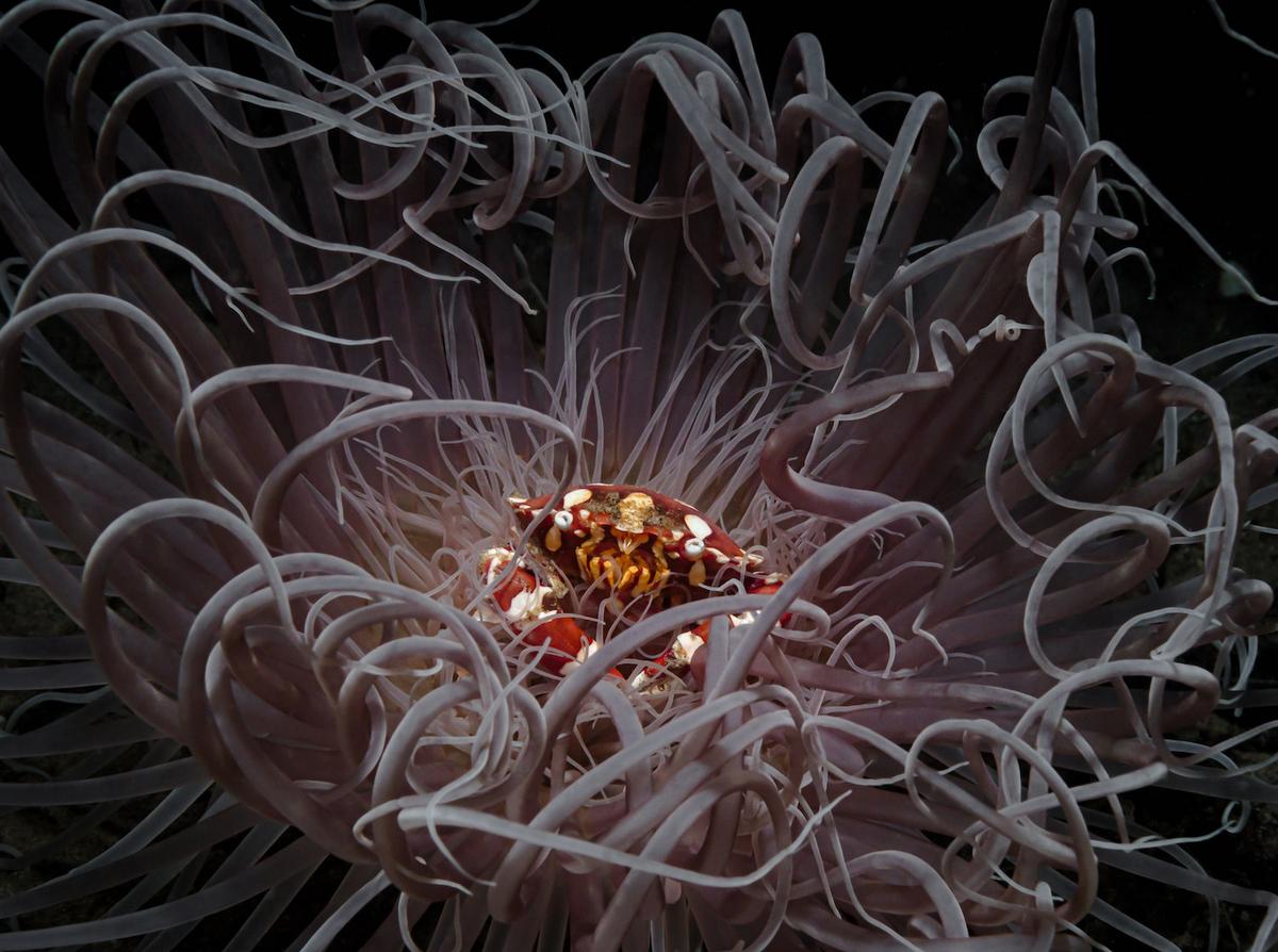  Andrei Savin won second place for a crab sitting in the center of a sea anemone as it sways in the ocean current. (Courtesy of Ocean Photographer of the Year)