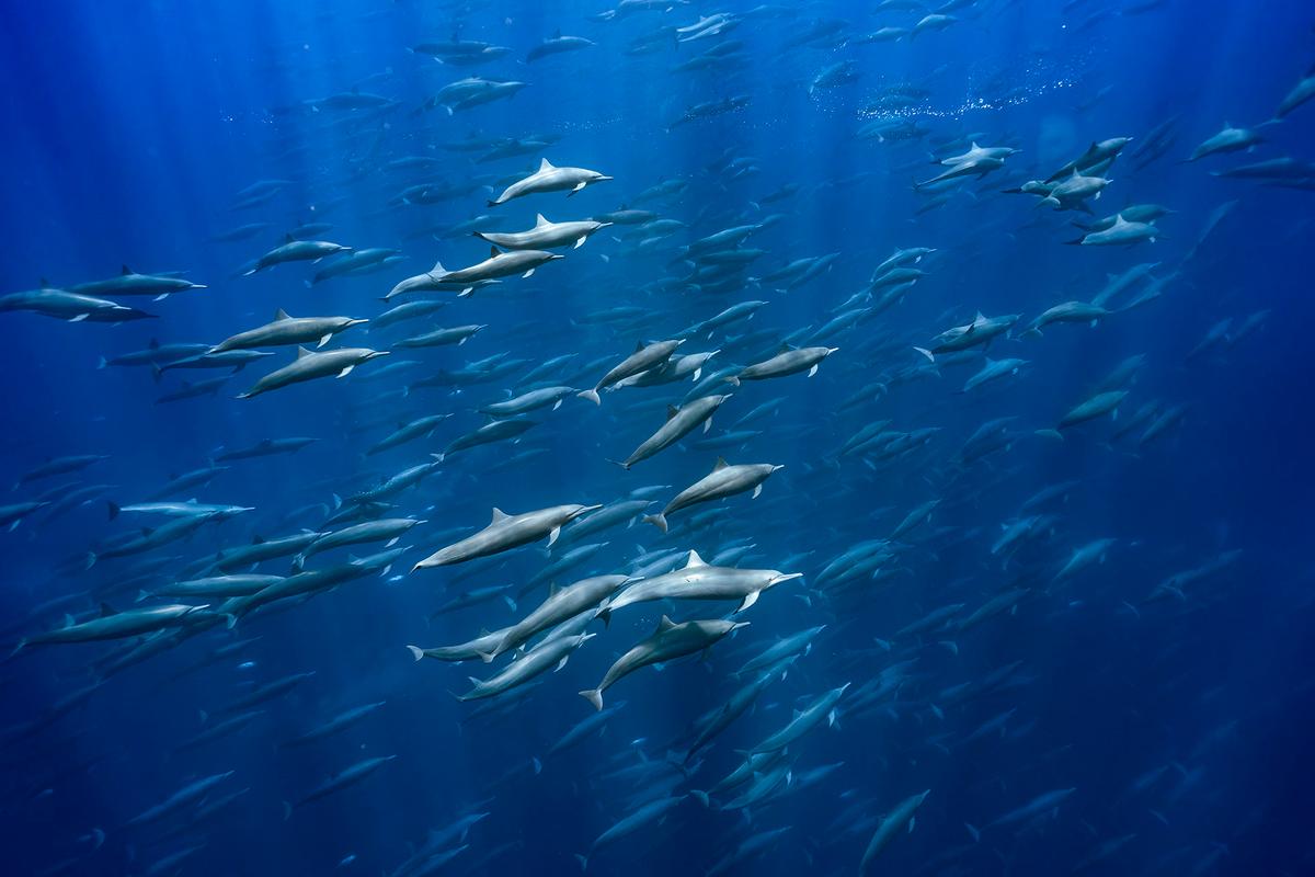  A super pod of spinner dolphins swims in unison in Costa Rica in this shot by Merche Llobera. (Courtesy of Ocean Photographer of the Year)