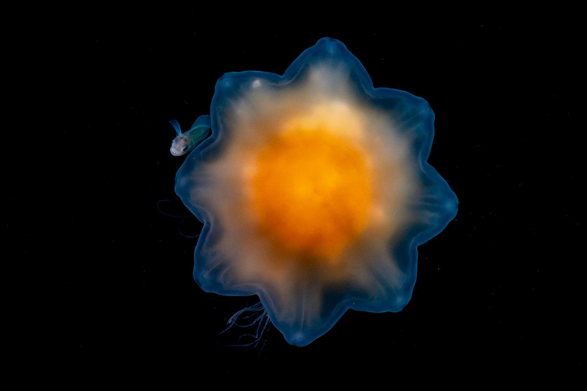  An image of rarely photographed juvenile prowfish hiding behind a curtain of a lion’s mane jellyfish’s stinging tentacles in the North Pacific Ocean was shot by Shane Gross. (Courtesy of Ocean Photographer of the Year)