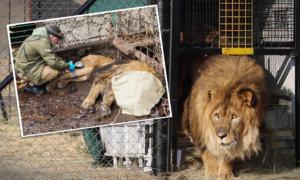 Remember the World’s Loneliest Lion Rescued From a Cage After 15 Years? He’s Finally Home: VIDEO