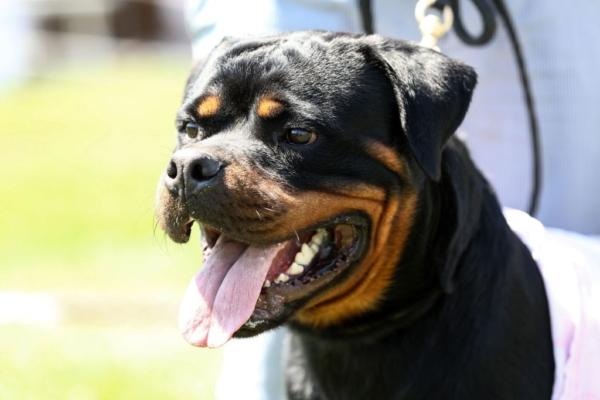 A rottweiler is presented during the Fifth Ankara National Breed Standards Competition organized by the Dog Breeds and Kinology Federation (KIV) in Golbas in Ankara on Aug. 25, 2019. (Adem Altan/AFP via Getty Images)