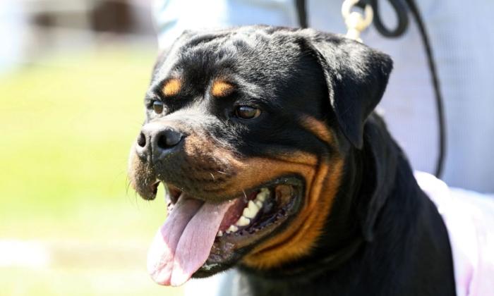 Australian Minister Joins Calls to Ban Dangerous Dog Breeds