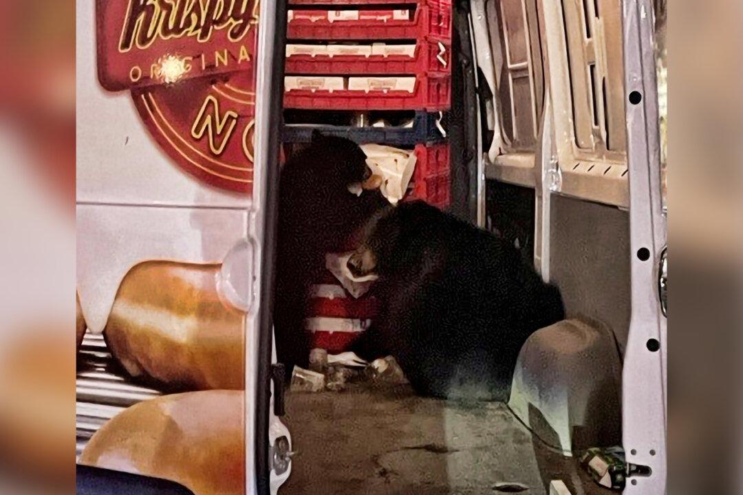 Bears Raid a Krispy Kreme Doughnut Van Making Deliveries on an Alaska Military Base