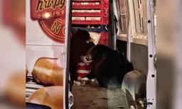 Bears Raid a Krispy Kreme Doughnut Van Making Deliveries on an Alaska Military Base