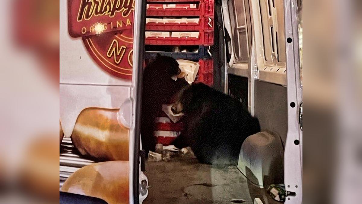 Bears Raid a Krispy Kreme Doughnut Van Making Deliveries on an Alaska Military Base
