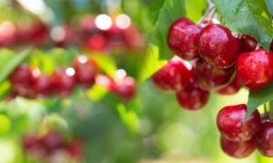 ‘Tom Lake’: A Michigan Farm and Family