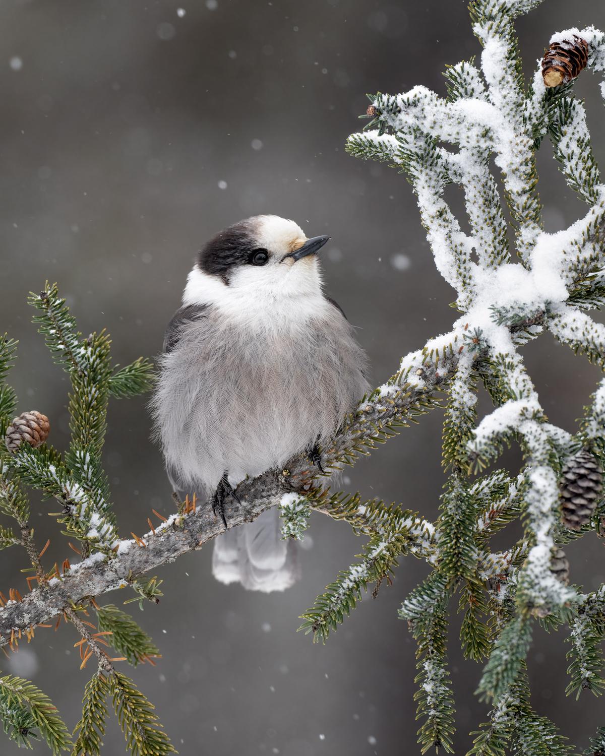 'Coming Storm' by Jake Levin. (©Jake Levin/Bird Photographer of the Year)