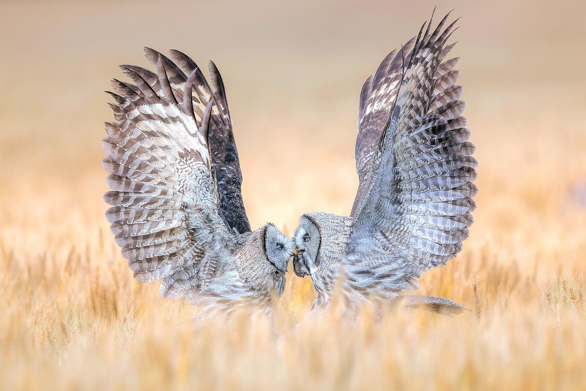 "A Mother's Love" by Qiuqing Mu (©Qiuqing Mu/Bird Photographer of the Year)