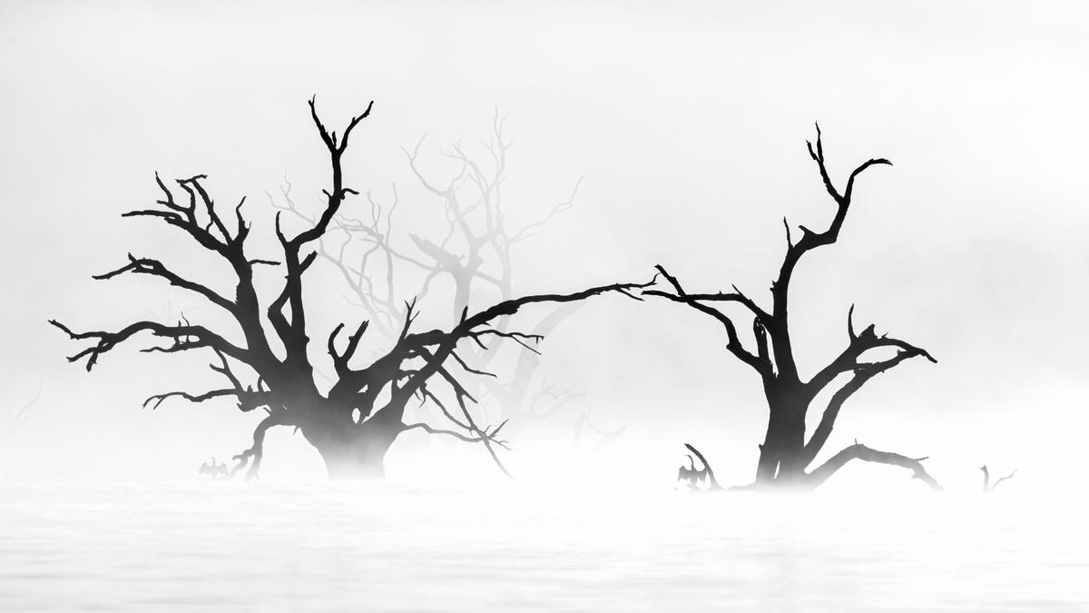'Morning Serenity' by Cheng Kang. (©Cheng Kang/Bird Photographer of the Year)