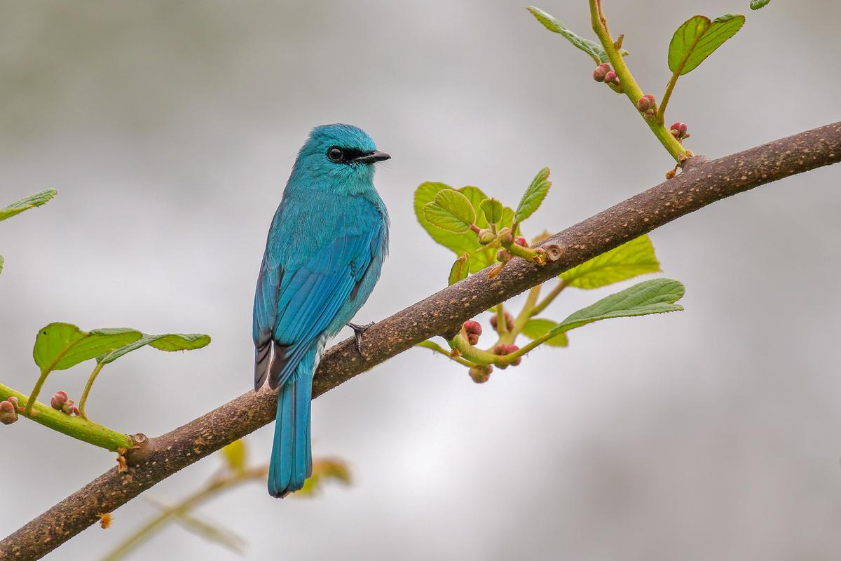 'Verditer Flycatcher' by Arko Saha. (©Arko Saha/Bird Photographer of the Year)