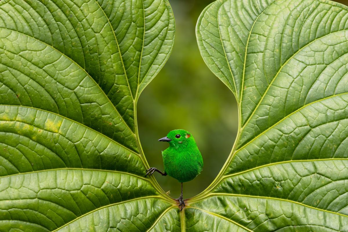 "Glistening Green" by Nicolas Reusens (©Nicolas Reusens/Bird Photographer of the Year)