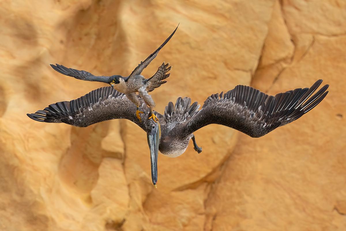 Overall winner and Bird Behavior gold: "Grab the Bull by the Horns" by Jack Zhi (©Jack Zhi/Bird Photographer of the Year)