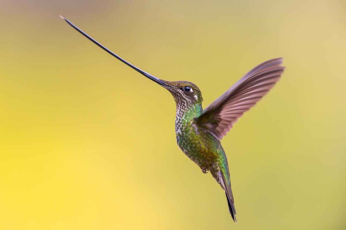 'Flying Sword' by Rafael Armada. (©Rafael Armada/Bird Photographer of the Year)